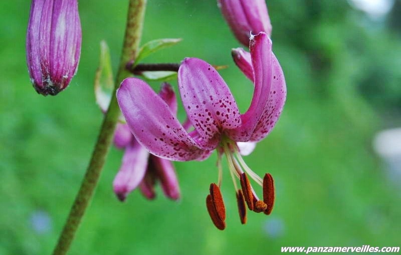 flora park mercantour