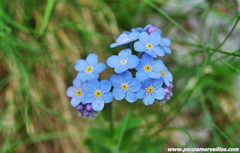 forget me not