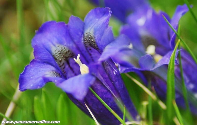 gentian of koch