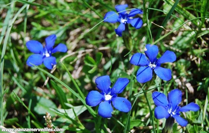 gentian