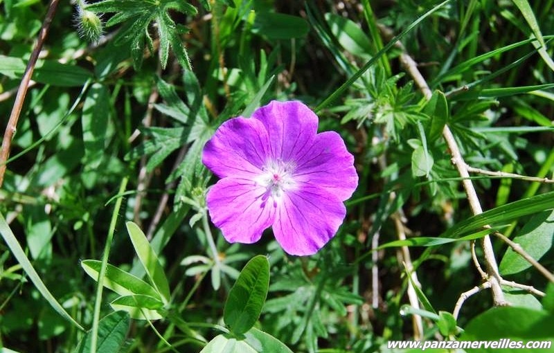 geranium mercantour