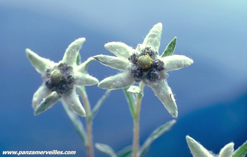 mercantour edelweiss