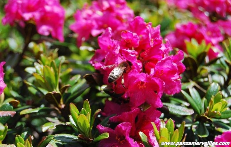 mercantour rhododendron