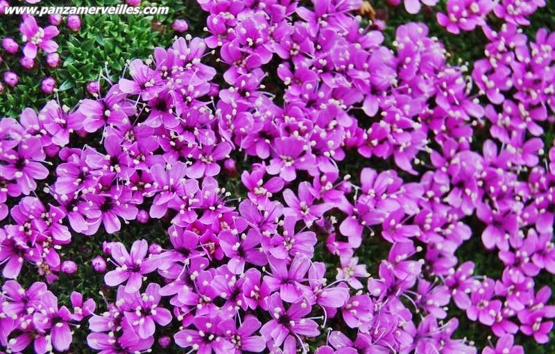 moss campion