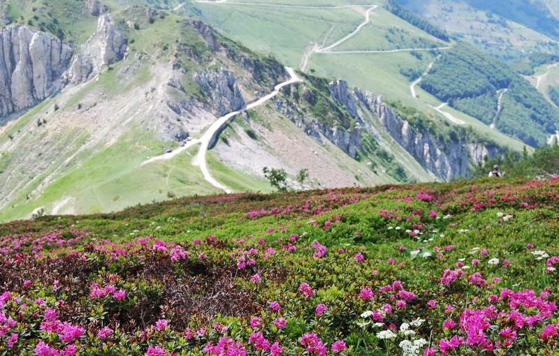 rhododendron-mercantour