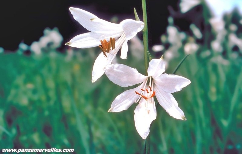 saint bruno lily