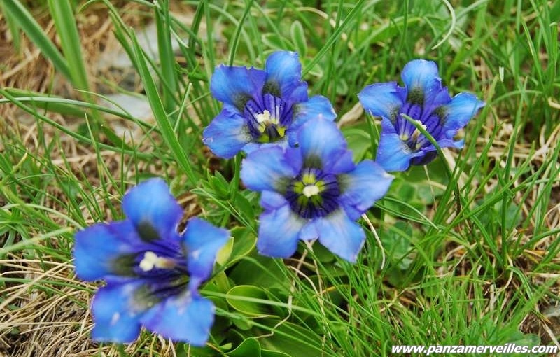 stemless gentian