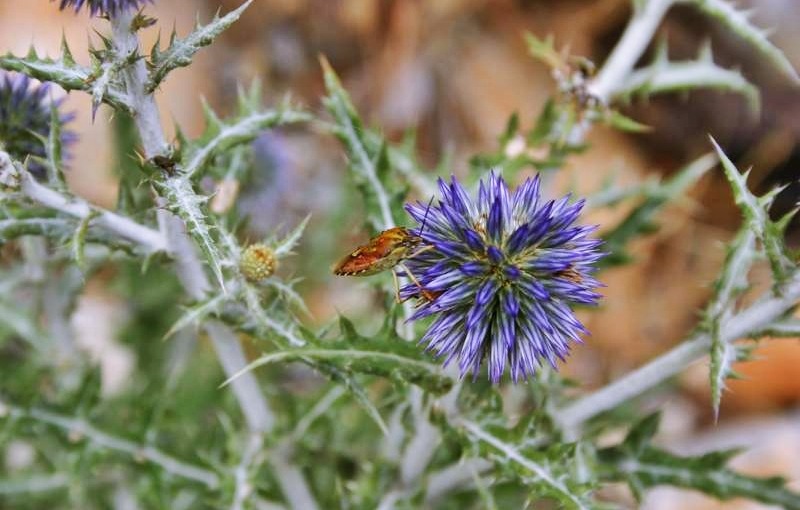 thistle mercantour