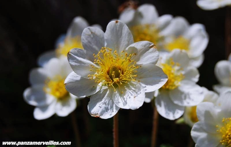 vallee des merveilles flora