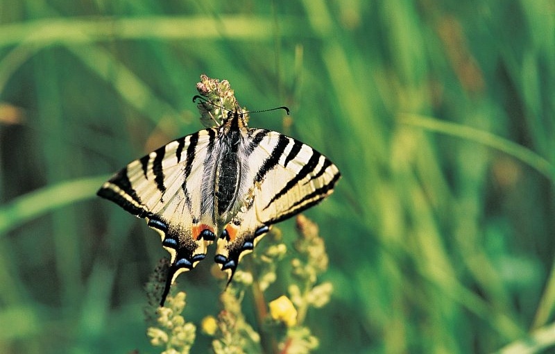 alps butterfly