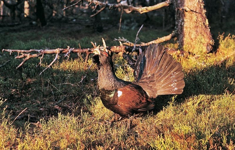 capercaillie alps