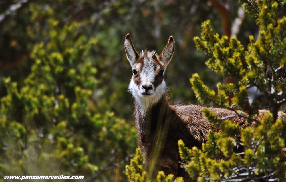 chamois mercantour