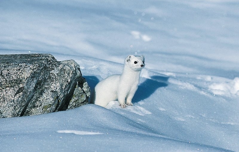 ermine mercantour