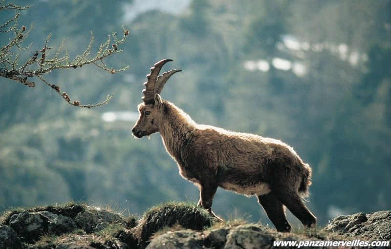 ibex mercantour