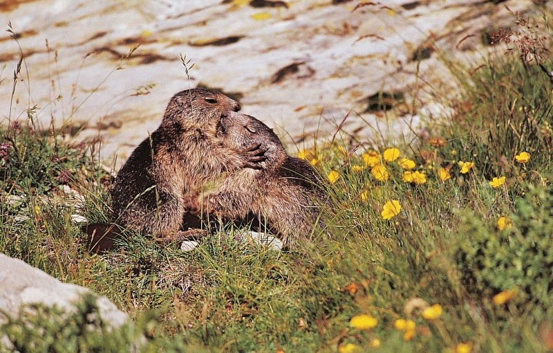 marmot mercantour