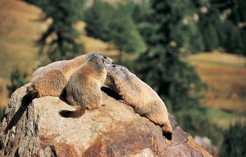 marmot vallée des merveilles