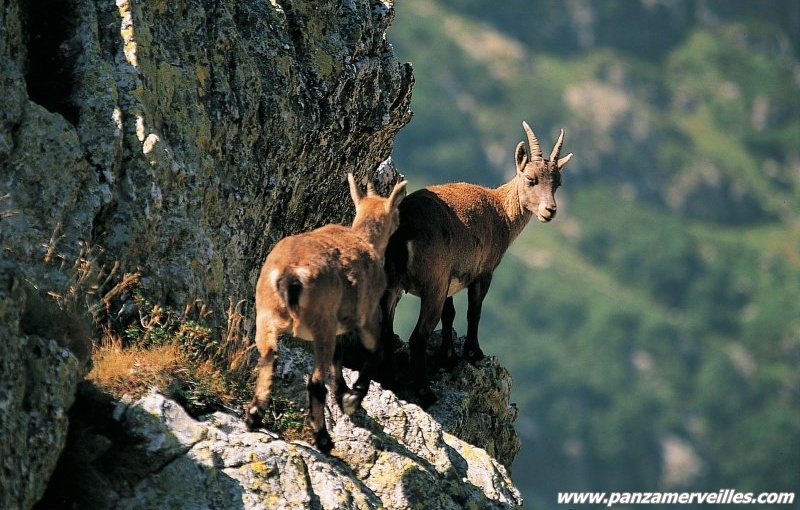 wildlife mercantour national park