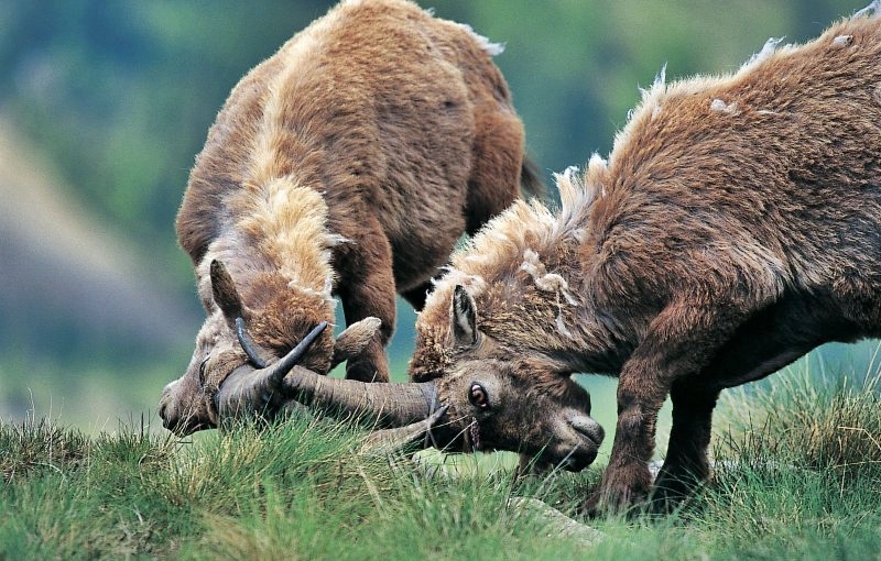 wildlife mercantour park