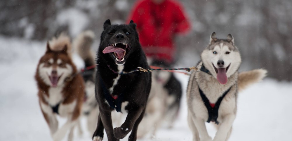 dogsled casterino