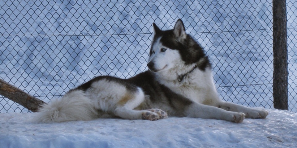 dogsled ride casterino