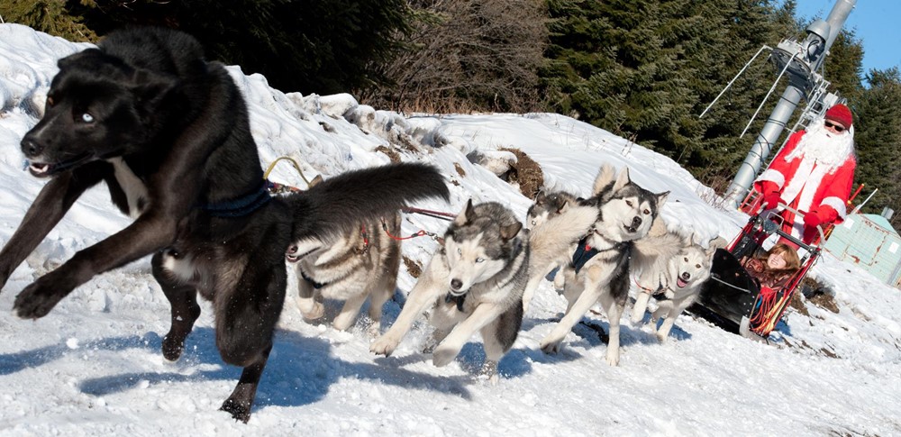 dogsled ride casterino