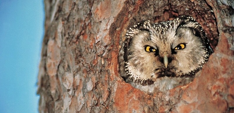 boreal owl vallee des merveilles