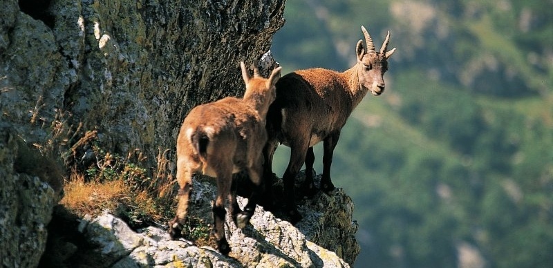 ibex vallee des merveilles