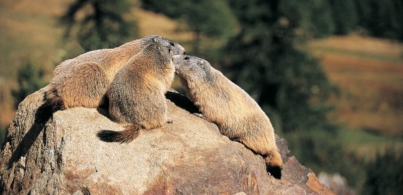 marmots vallee des merveilles