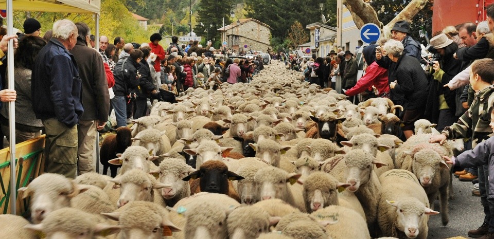 brigasque sheep-festival